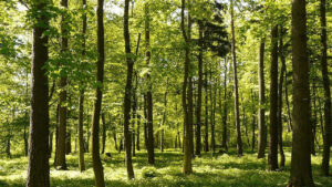 geste responsable ecotree